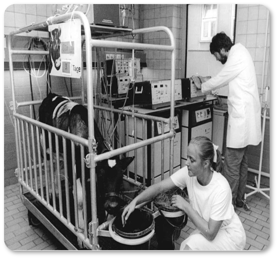 Kalb mit Herzunterstützungssystem